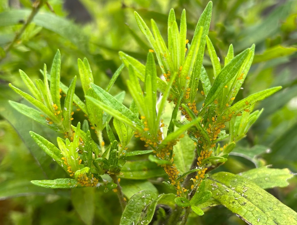 Oleander aphids on milkweed plants in an organic garden