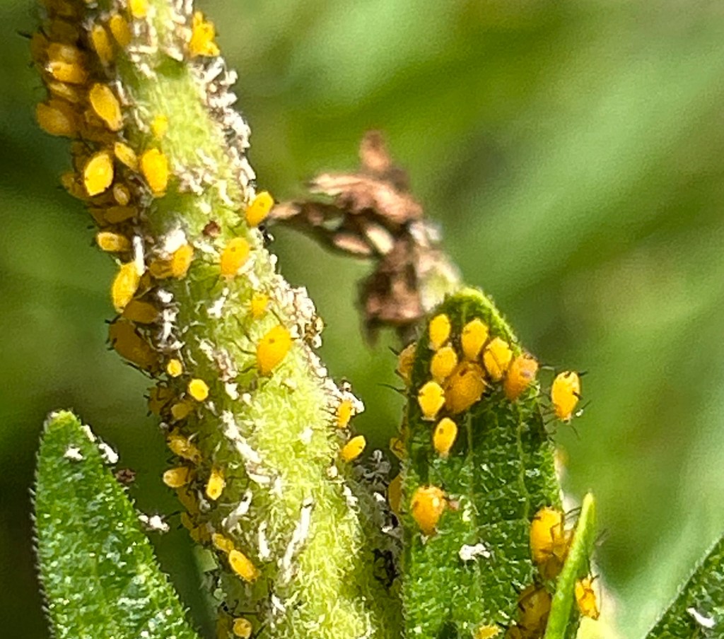 Oleander aphids, common pests on native milkweed stems