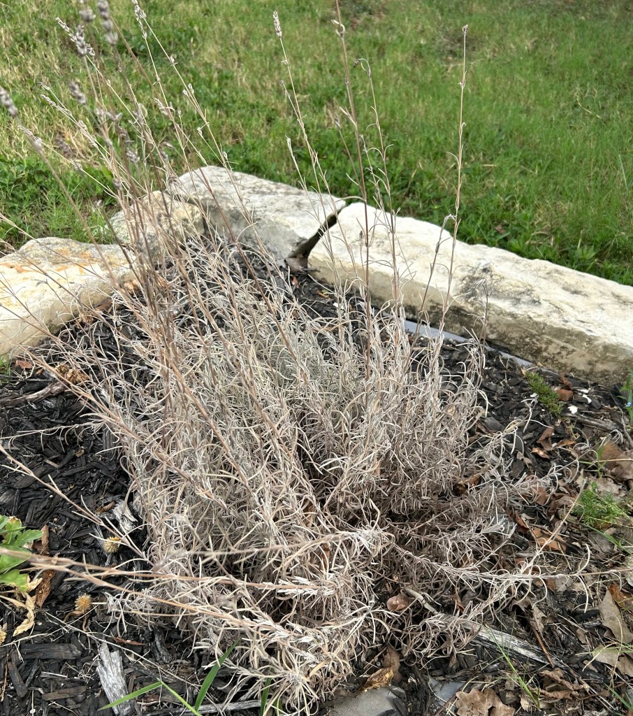 Lavender plant in garden that has been overwatered and roots rotted