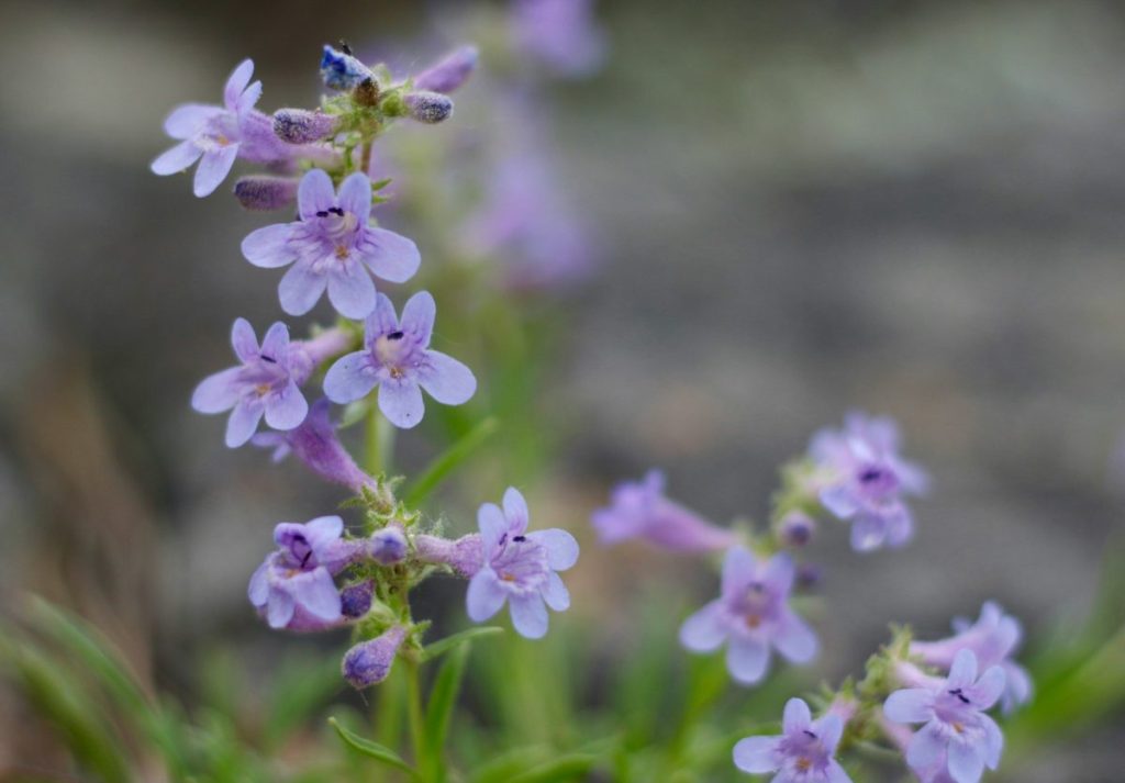 Foxglove beardtongue also called penstemon digitalis or prairie penstemon blooming with purple flower spikes