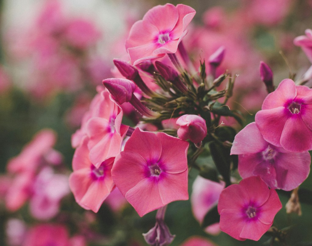 Phlox drummondii a native phlox flower with beautiful pink blooms