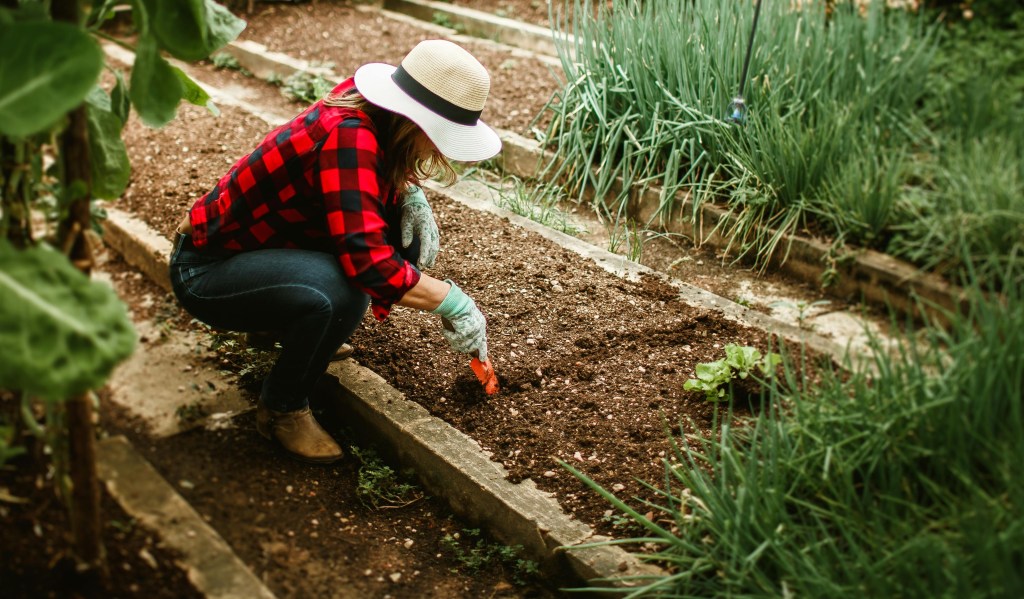 Gardener with a spade digging in the garden to plant