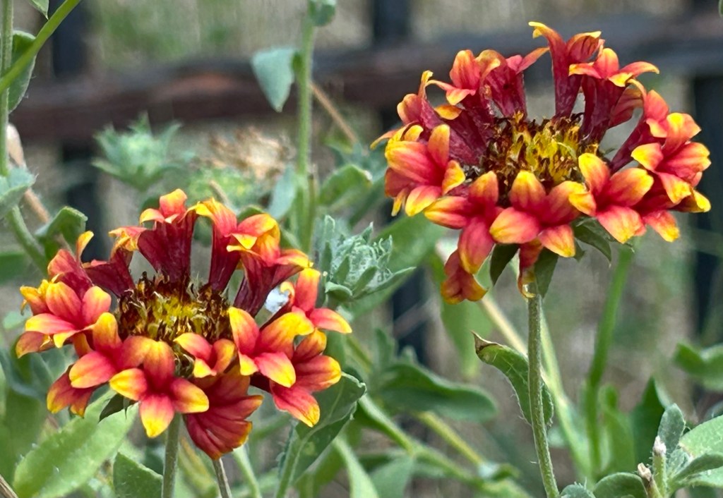 Gaillardia (Blanket Flower) is a native plant that many species of bees butterflies and pollinators use for nectar