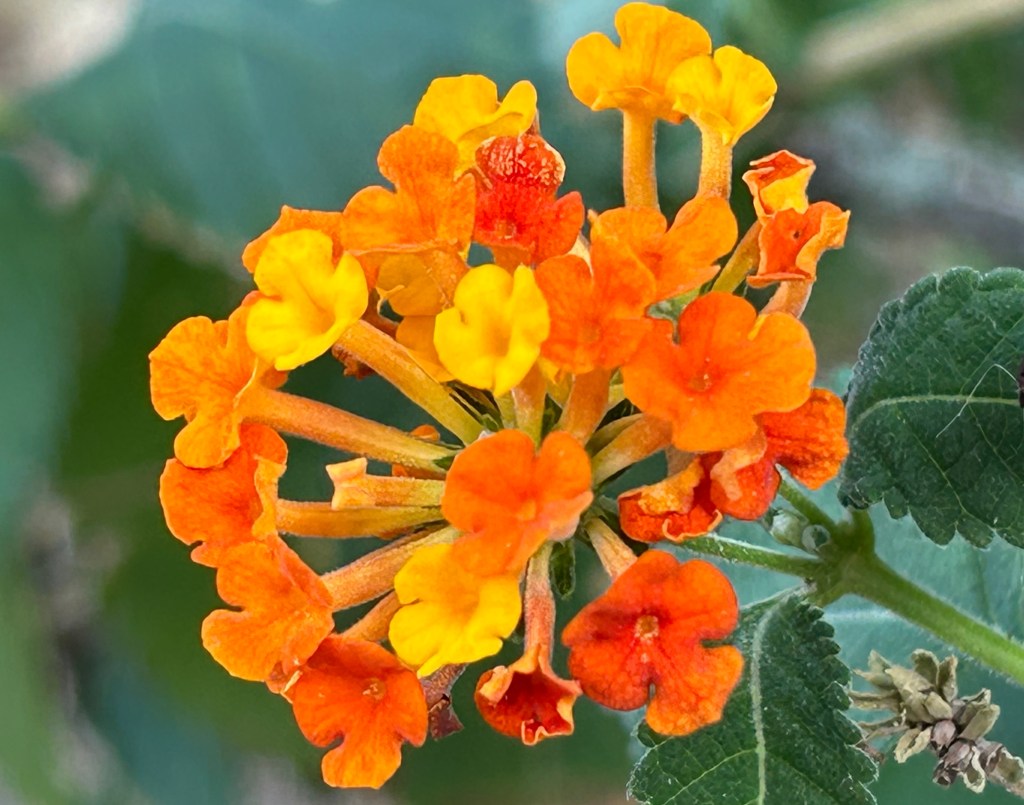 Texas Lantana (Lantana urticoides) blooming makes a great nectar source for butterflies in Texas zone 8 