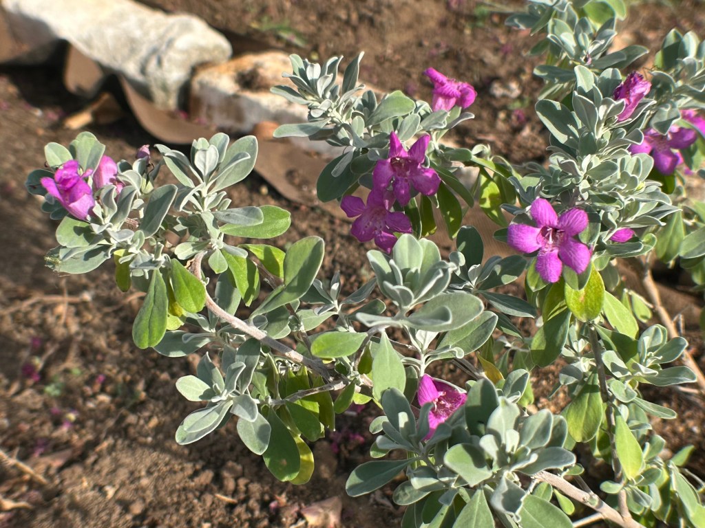Texas sage or cenizo a native Texas-tough shrub that benefits pollinators