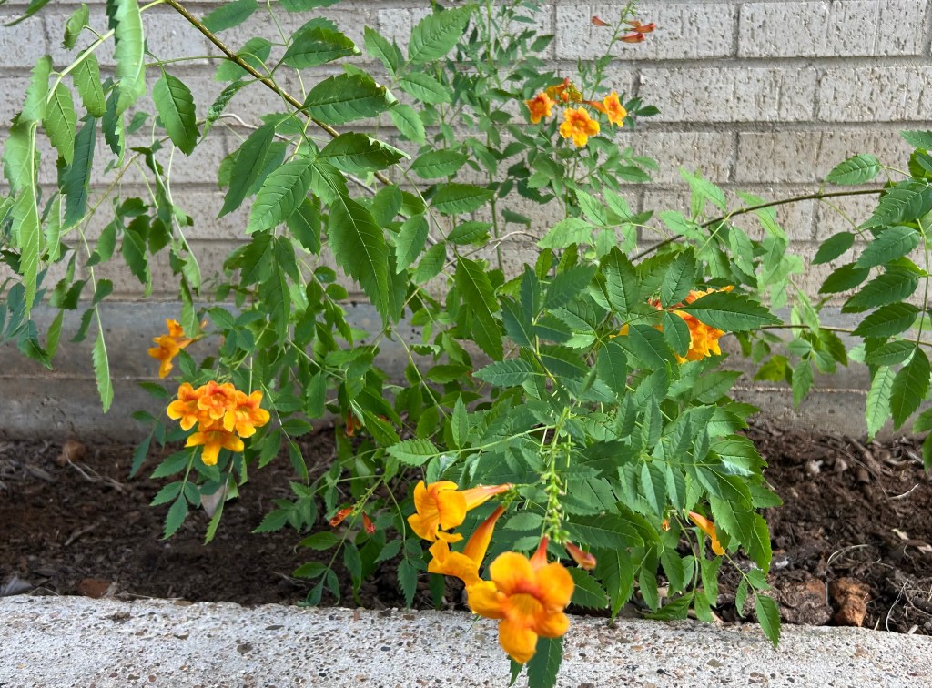 Orange esperanza (Tecoma stans) in garden soil drooping with transplant shock or stress
