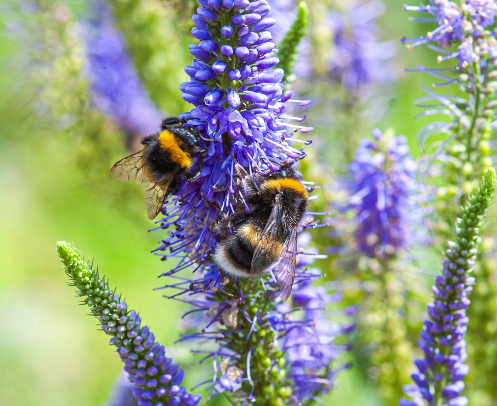 Veronica or speedwell purple flowers with bumblebees feeding on its nectar