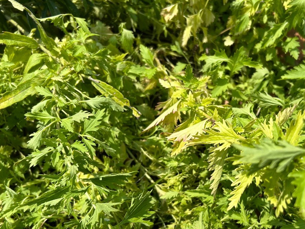 Blue mistflower (Conoclinium greggii) in butterfly garden showing yellow leaves