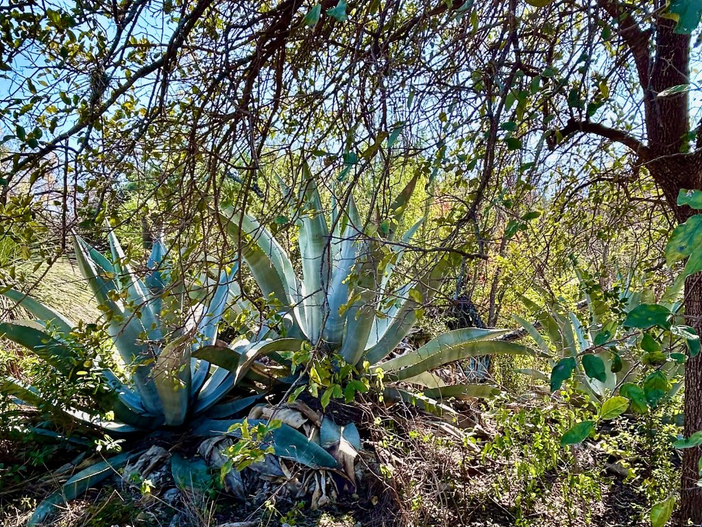Agaves in December give interest and structure to the Texas landscape