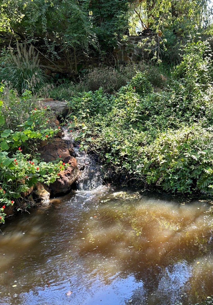 A pond with waterfall garden feature with native plants in shade around it