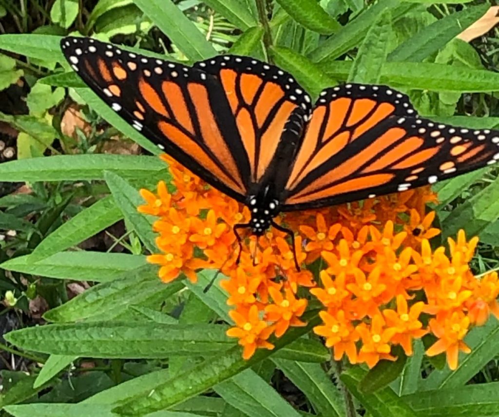 Monarch butterfly feeding on nectar from orange milkweed flowers.