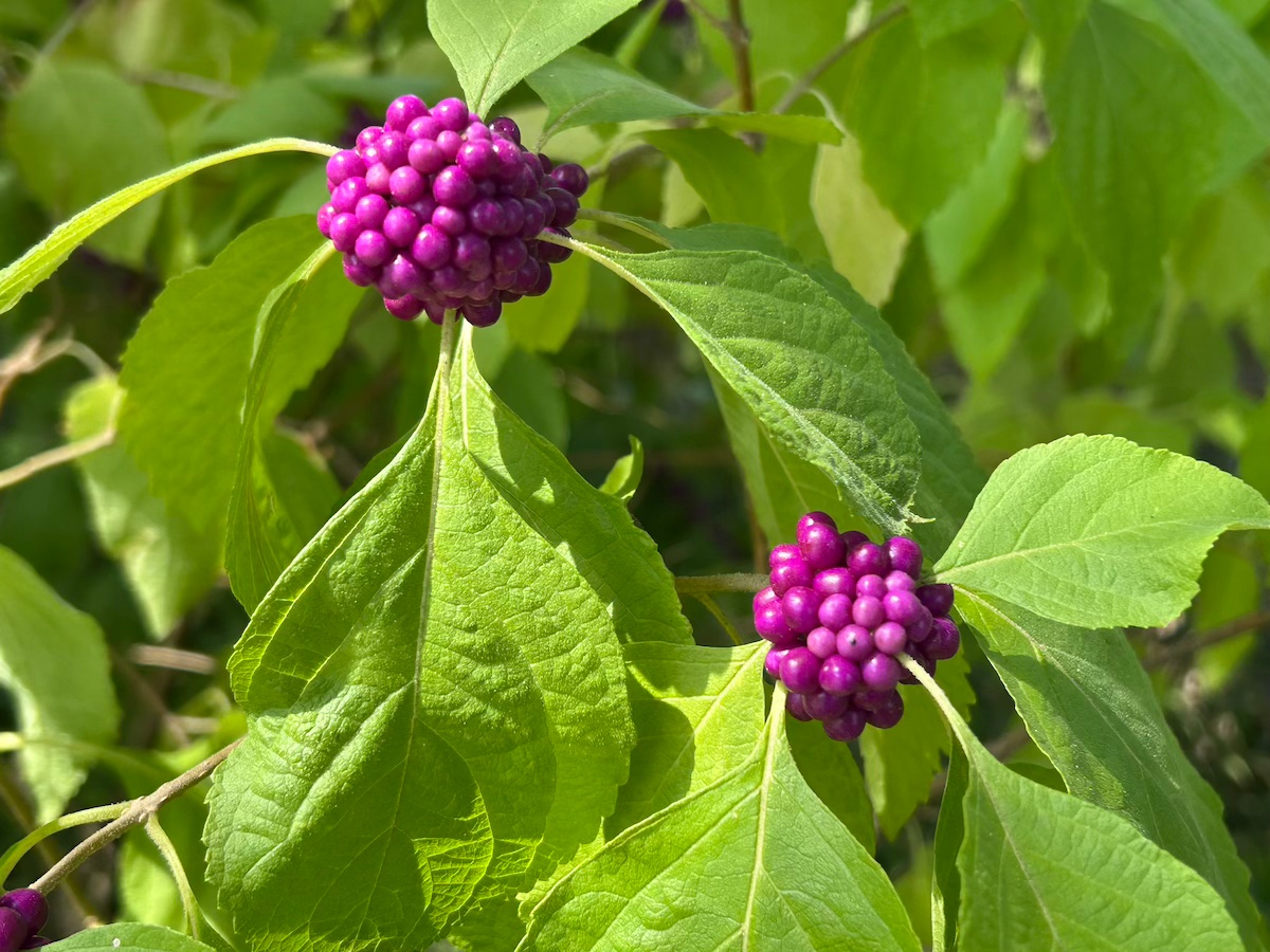American beauty berry a native Texas shrub with wildlife value