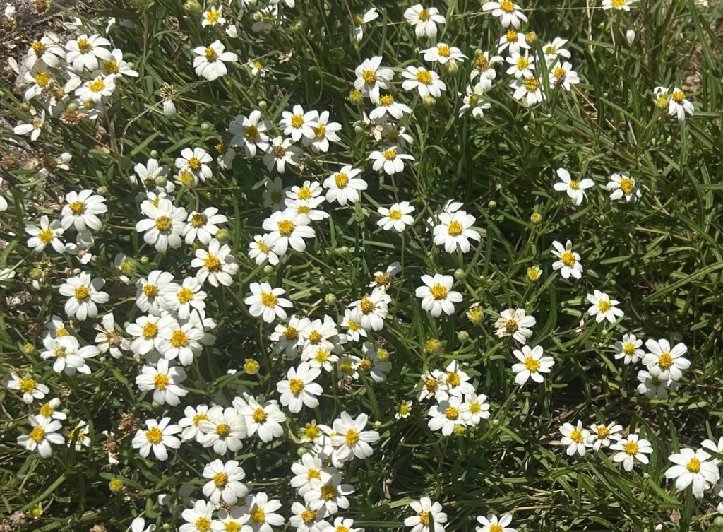 Blackfoot daisy flowers blooming in a butterfly garden in spring
