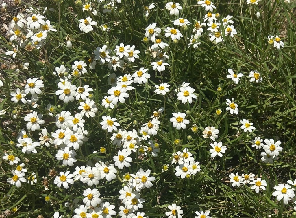Blackfoot a heat and drought-tolerant native flower that draws many pollinators including bees and butterflies