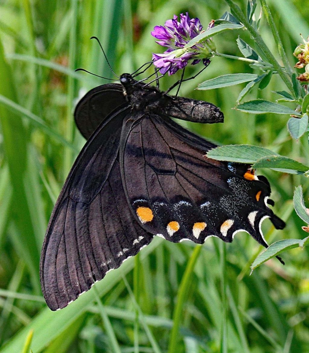 Black swallowtail butterfly in butterfly garden