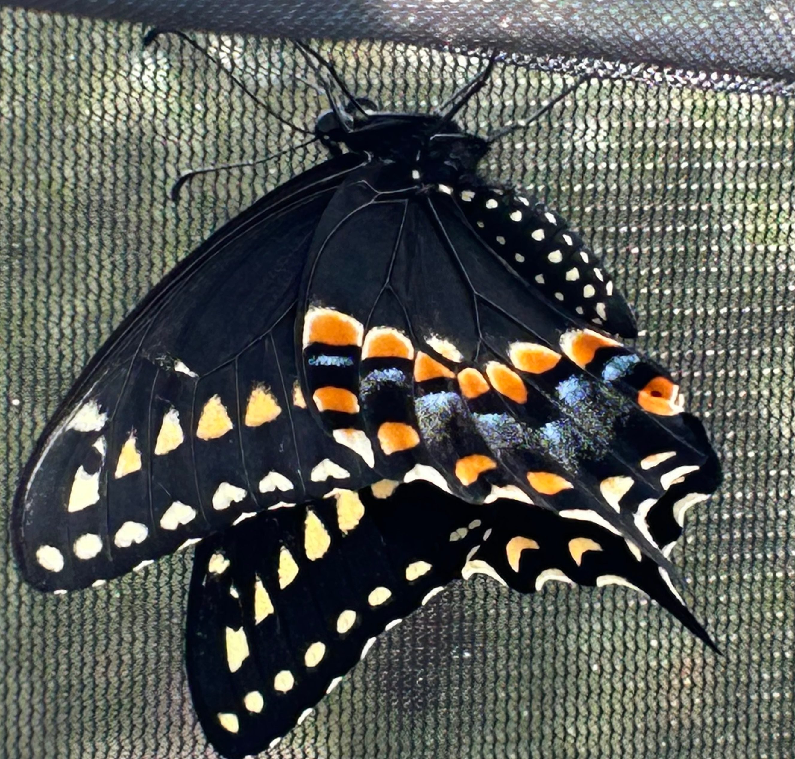 Black swallowtail butterfly after being raised indoors emerges from chrysalis