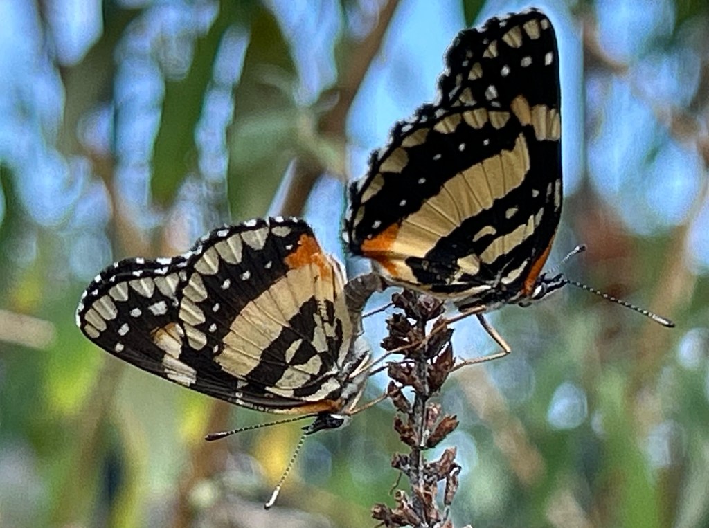 Bordered patch butterflies reproducing in a butterfly garden habitat