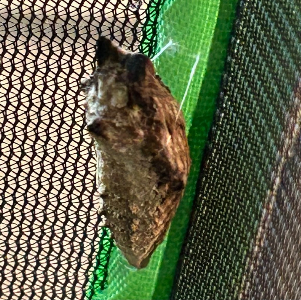 Brown chrysalis of black swallowtail butterfly