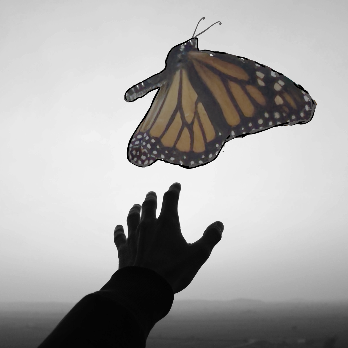 Hand reaching for monarch butterfly but it is scared and flying away
