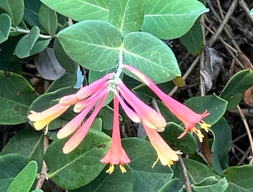 Coral honeysuckle vine with tubular flowers blooming