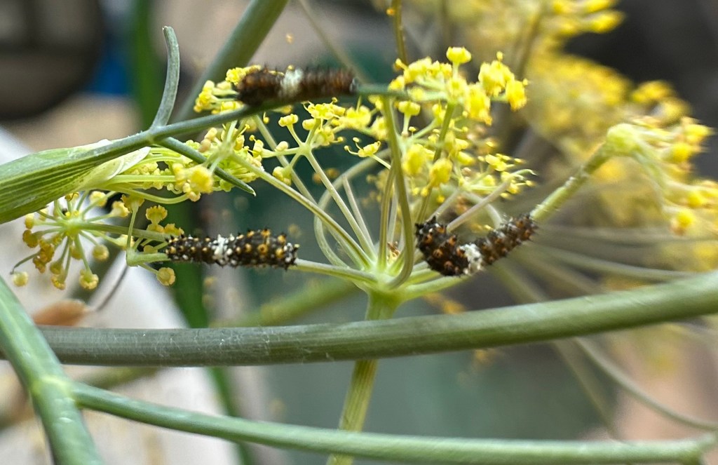 Black swallowtail caterpillars in their second instar showing characteristic black with white saddles coloring on bronze fennel flowers