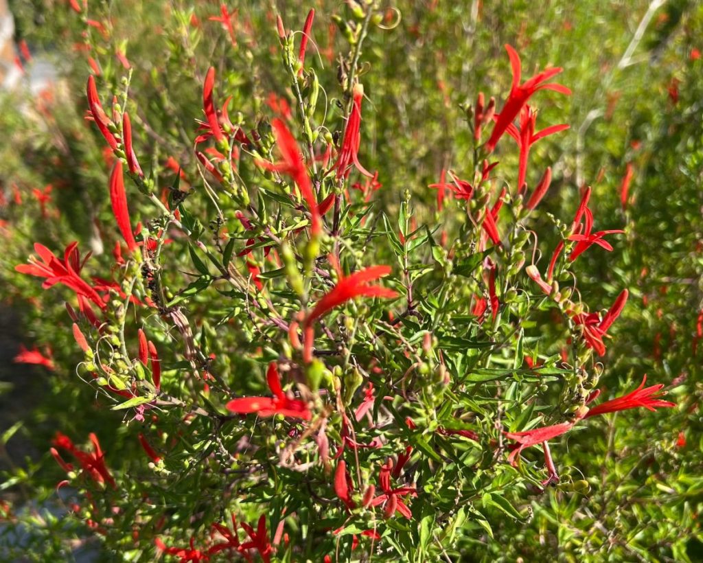 Flame acanthus, a drought and heat tolerant shrub with red tubular flowers
