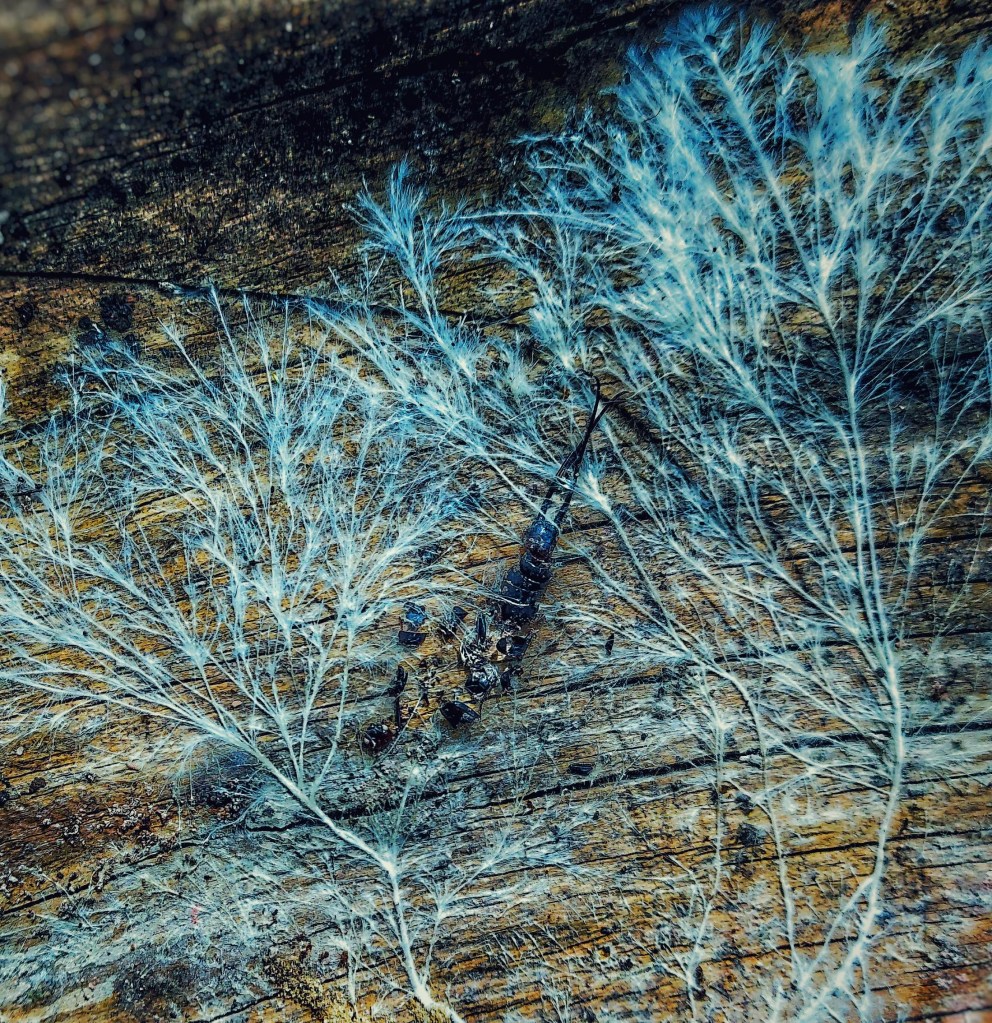 The fungal process of leaf mold breaking down into usable garden soil