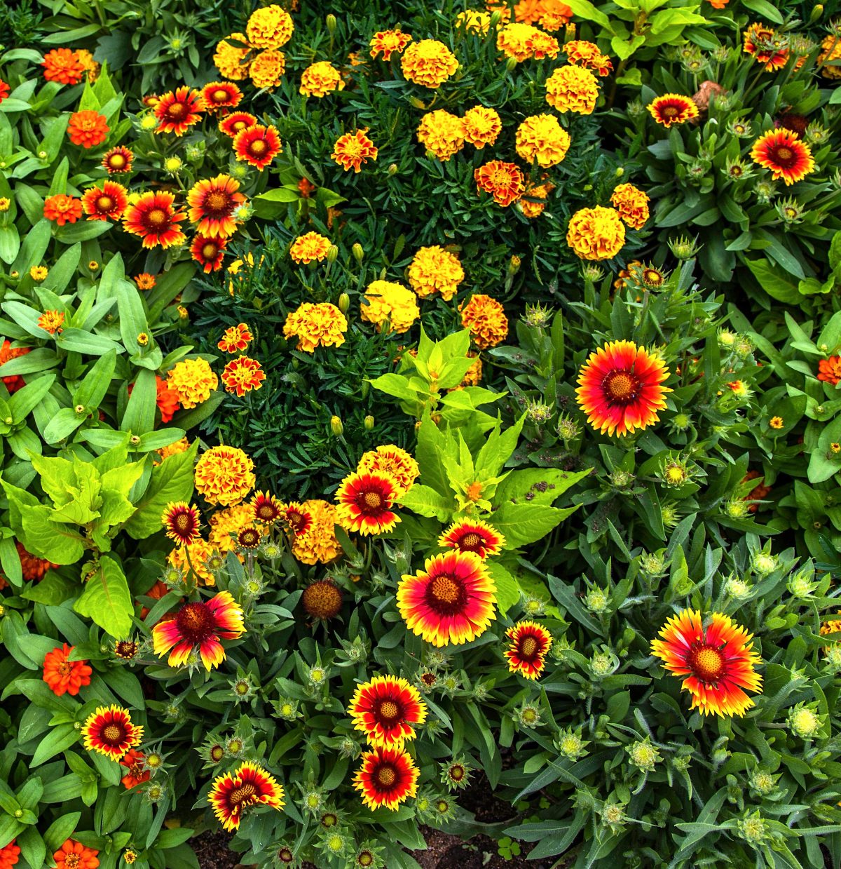 Gaillardia blanket flower, zinnias, marigolds in texas garden layout
