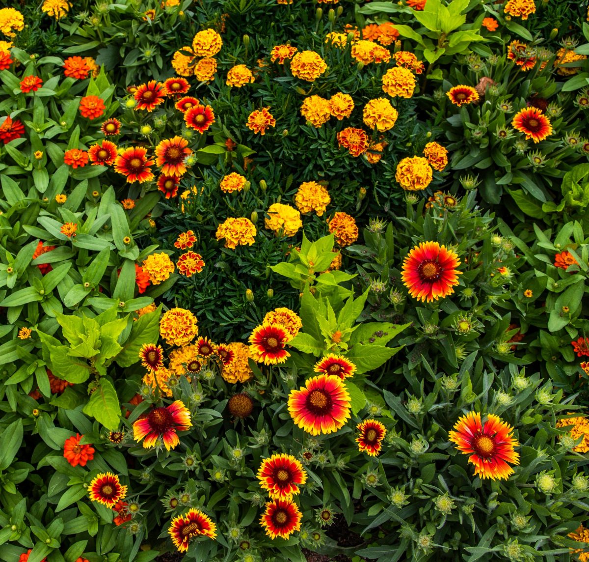Gaillardia (blanket flower) and marigold garden planted in Texas