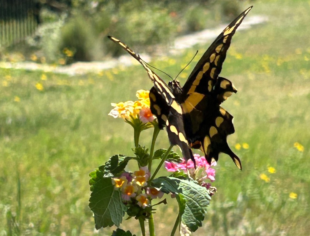 Giant swallowtail butterfly landing on lantana to feed in butterfly garden