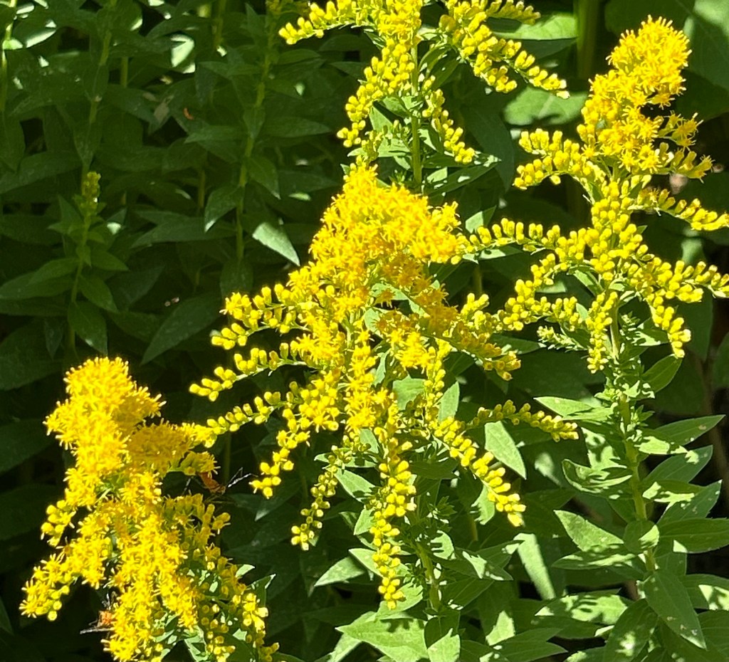 Native goldenrod species or Soldiago, a great plant for pollinator gardens