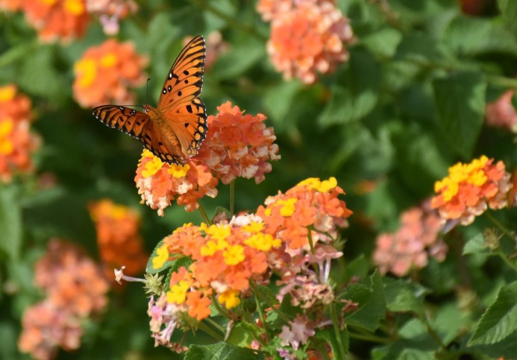 Gulf fritillary butterfly on lantana native flowers