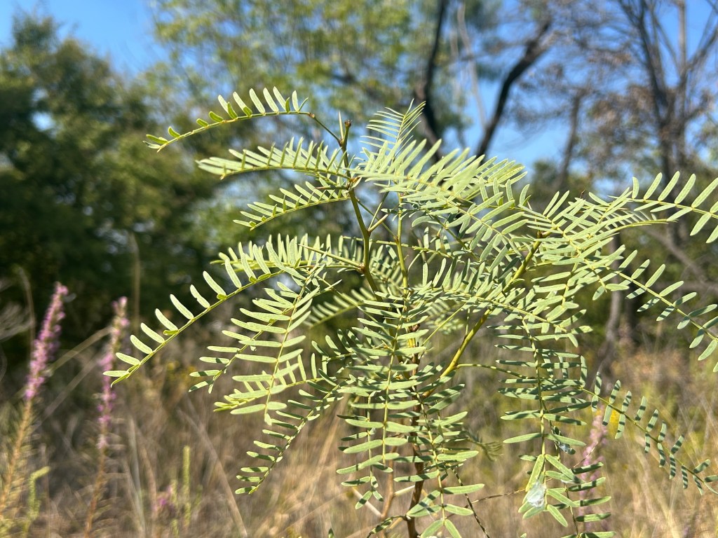 Honey mesquite tree, known for its drought tolerance and very deep roots