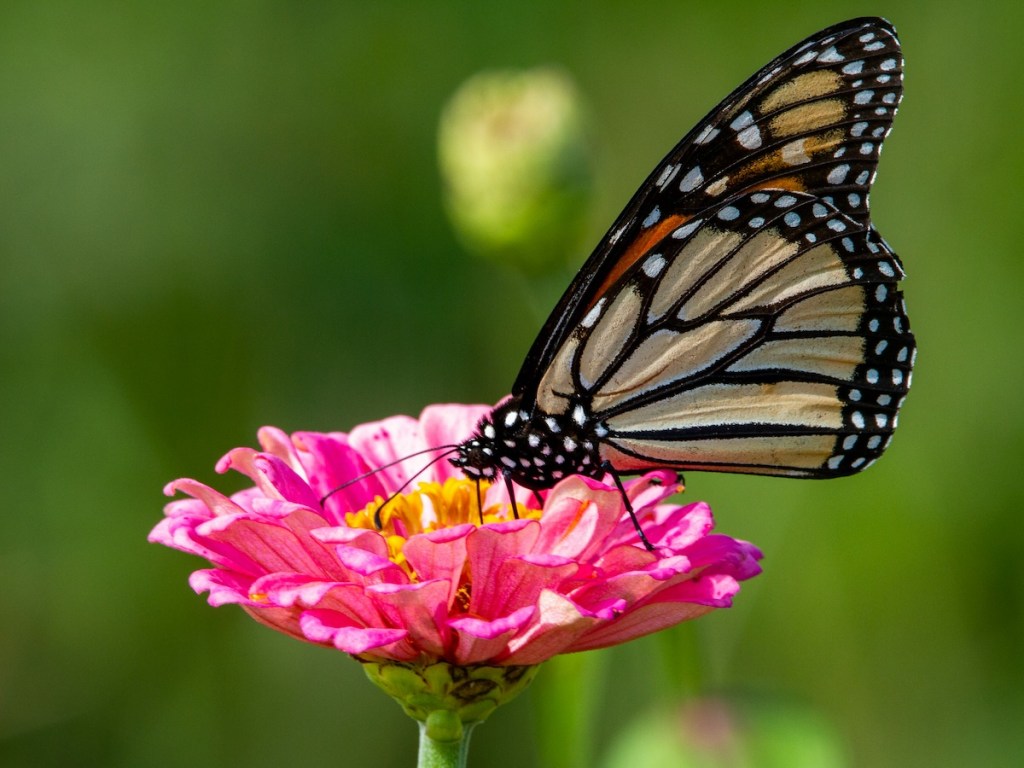 Monarch sipping nectar from a bright pink Zinnia in springtime. 