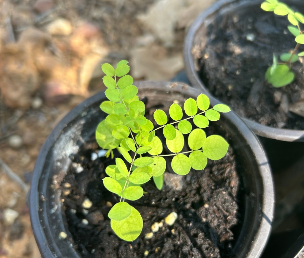 Native leadplant seedling that will soon grow deep roots