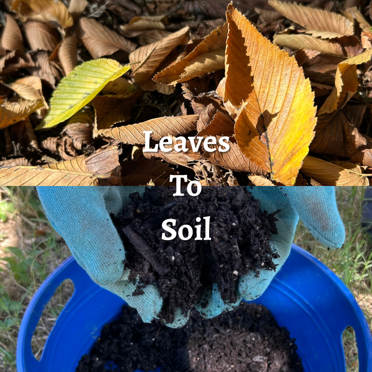 Fallen leaves made into leaf mold for healthy garden soil