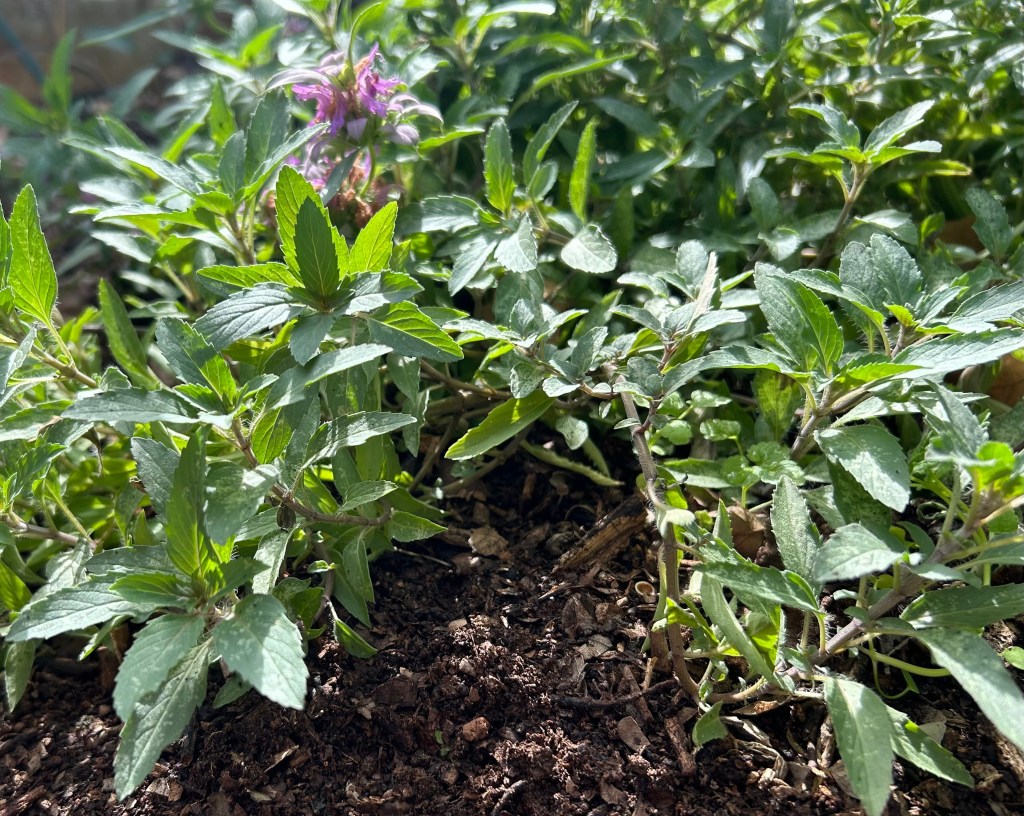 Lemon mint or monarda citriodora growing in garden soil made from backyard leaves and twigs and yard waste