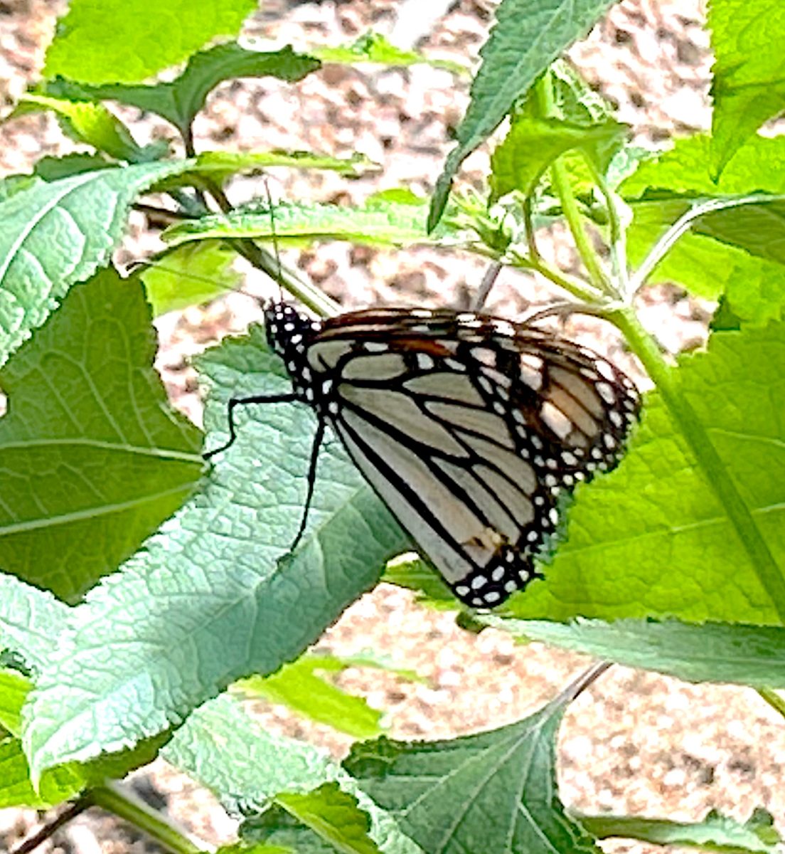 Monarch butterfly taking shelter in a Texas butterfly garden