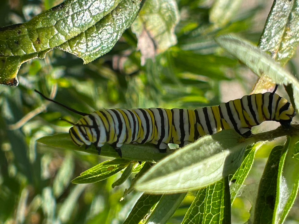 Monarch butterfly caterpillar on milkweed host plant