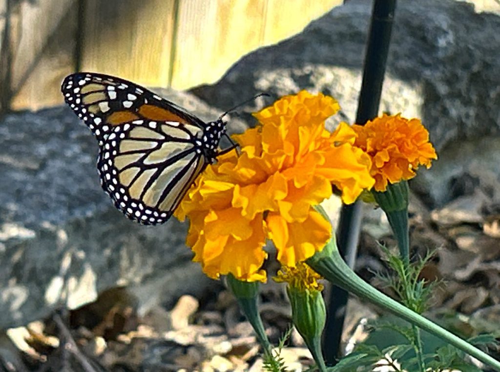 Monarch butterfly feeding on marigold flower in a Texas garden
