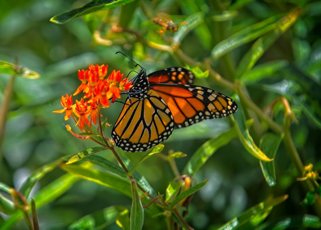 Monarch feeding on nectar from its host plant orange milkweed