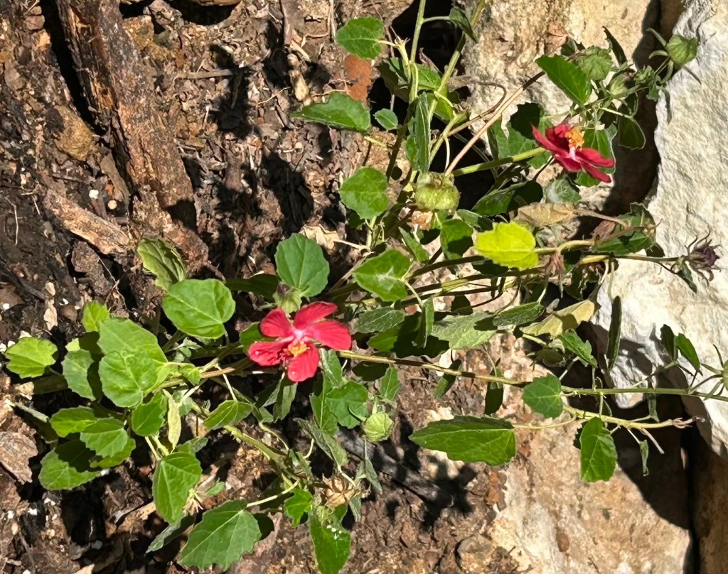 Rock rose, a native plant that is drought and heat tolerant and thrives in rocky soils