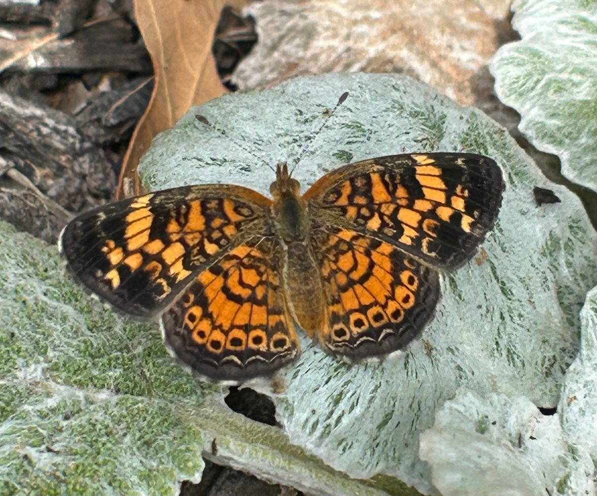 Pearl crescent butterfly basking on silver sage