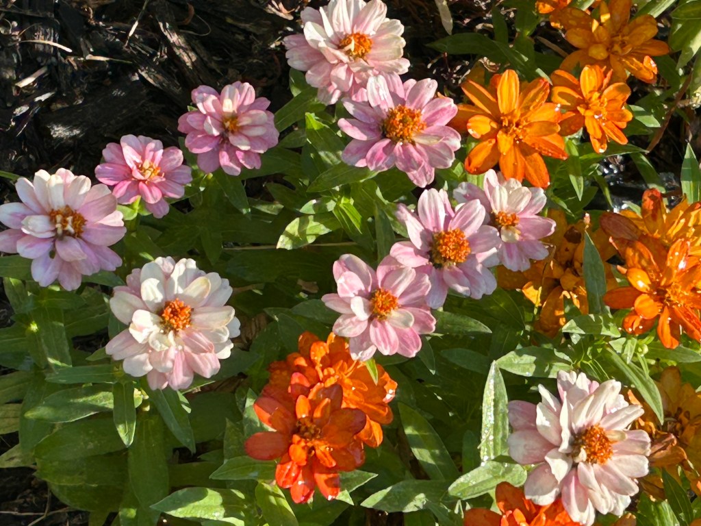Pink and orange zinnias are easy flowers to start with and care for