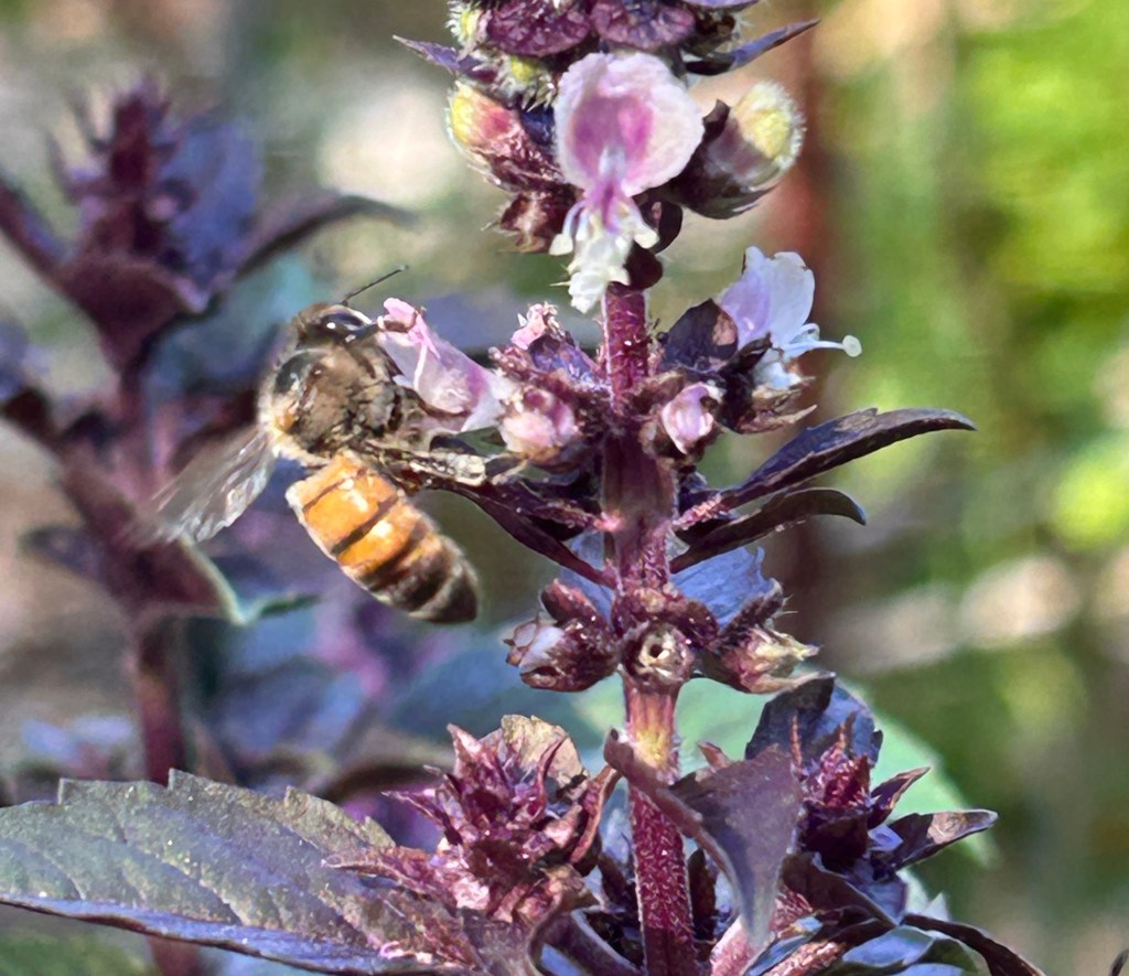 Bee pollinating purple basil flowers