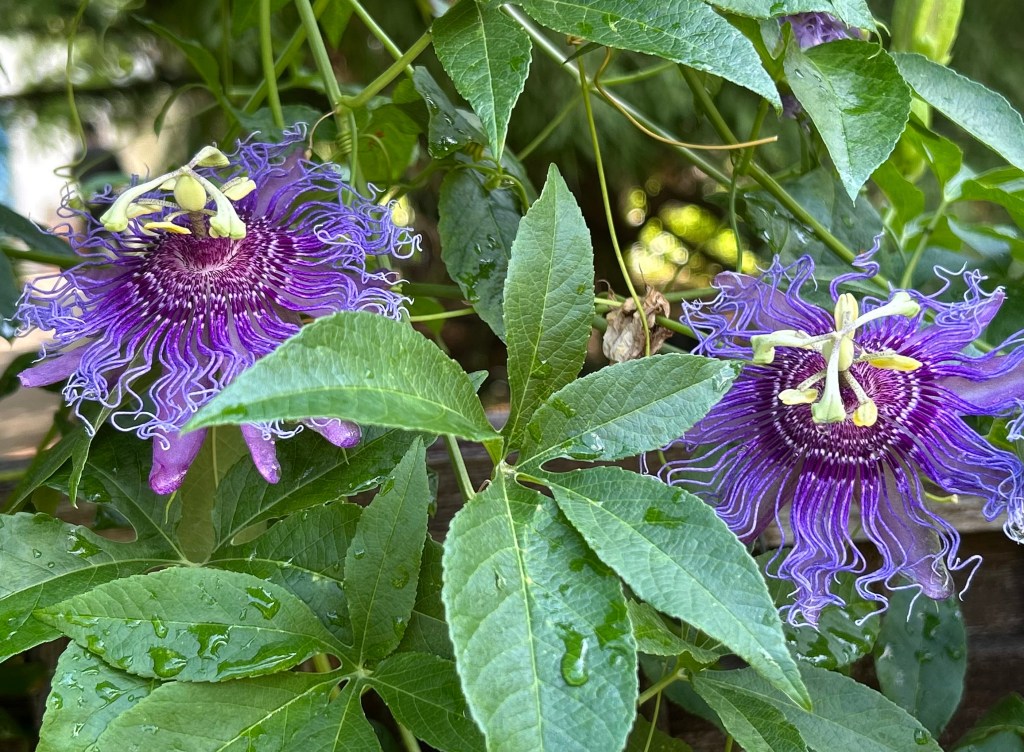 Passionvine, maypop, passion flower the host plant for gulf fritillary butterflies
