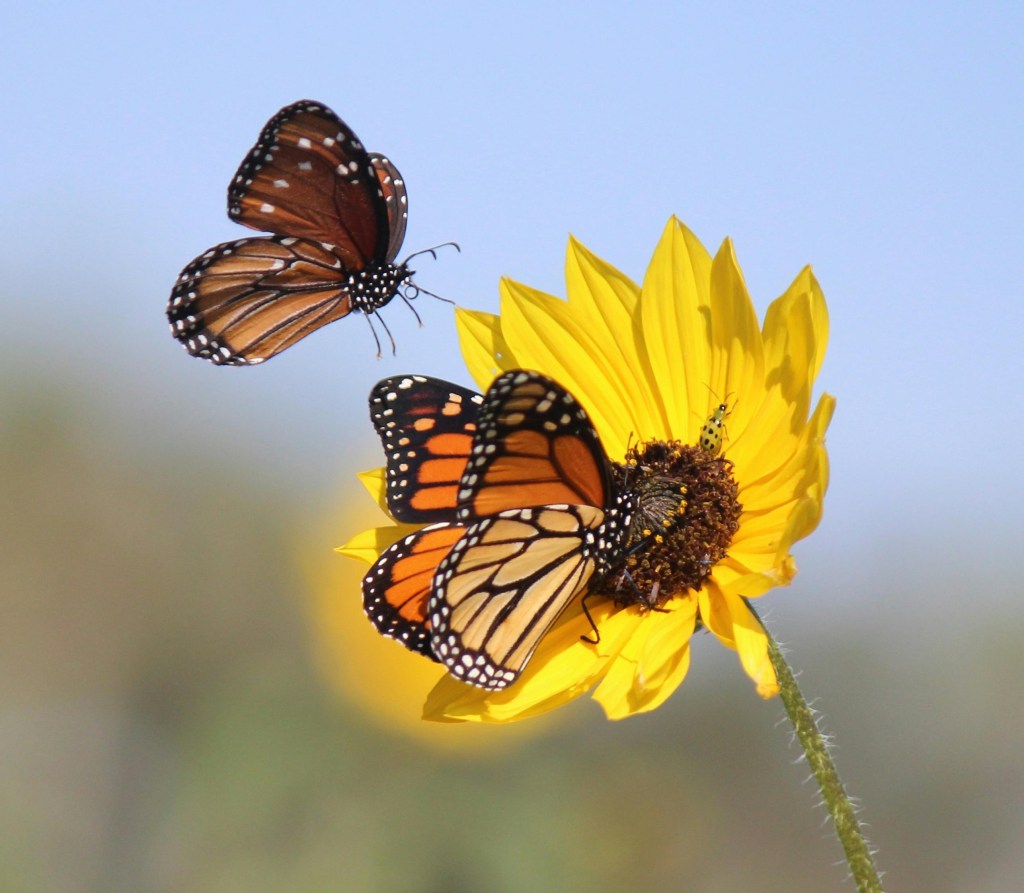 Monarch and queen butterflies attracted by sunflowers to butterfly garden