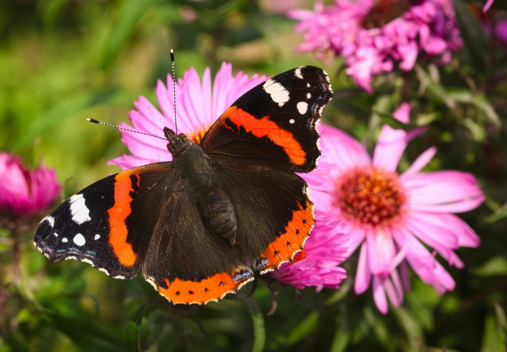 Red admiral butterfly on native pink aster flowers