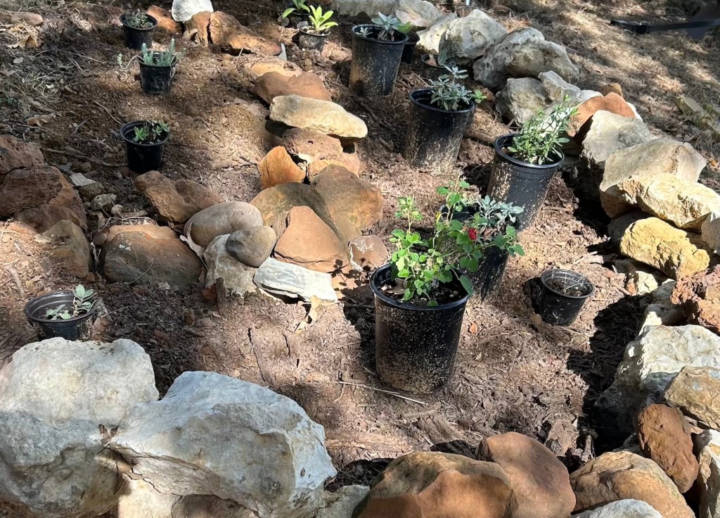 Showing how to plan the rock garden layout and positioning of plants