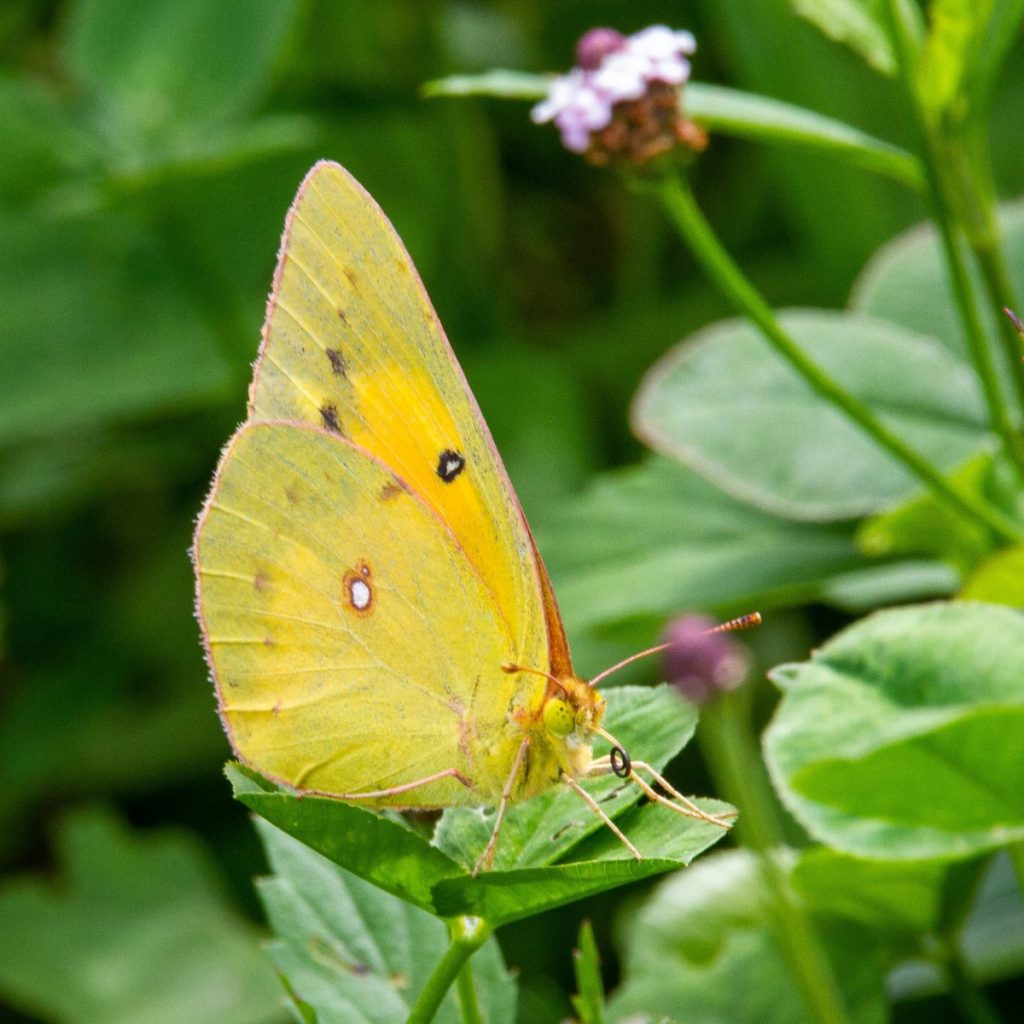 Orange sulphur butterfly on clover leaf and frogfruit flowers.